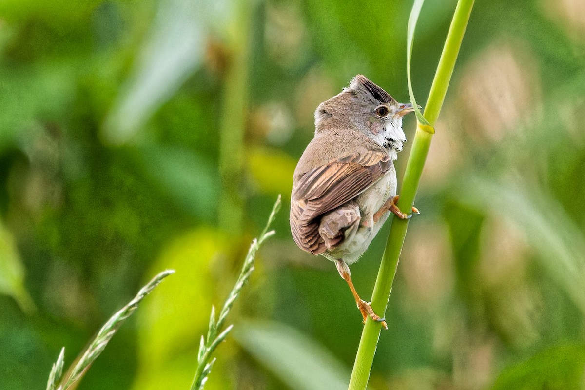 Greater Whitethroat - leon berthou