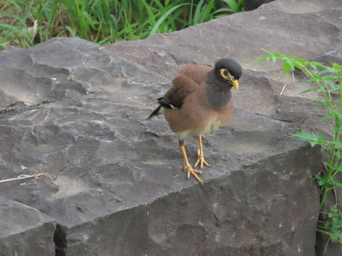 Common Myna - ML620440182