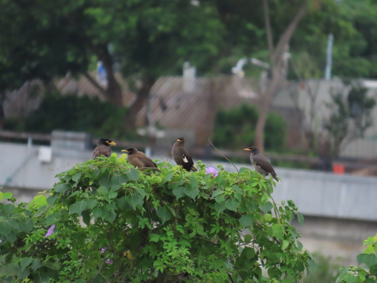 Common Myna - ML620440183