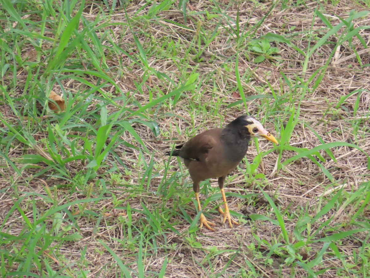 Common Myna - ML620440185