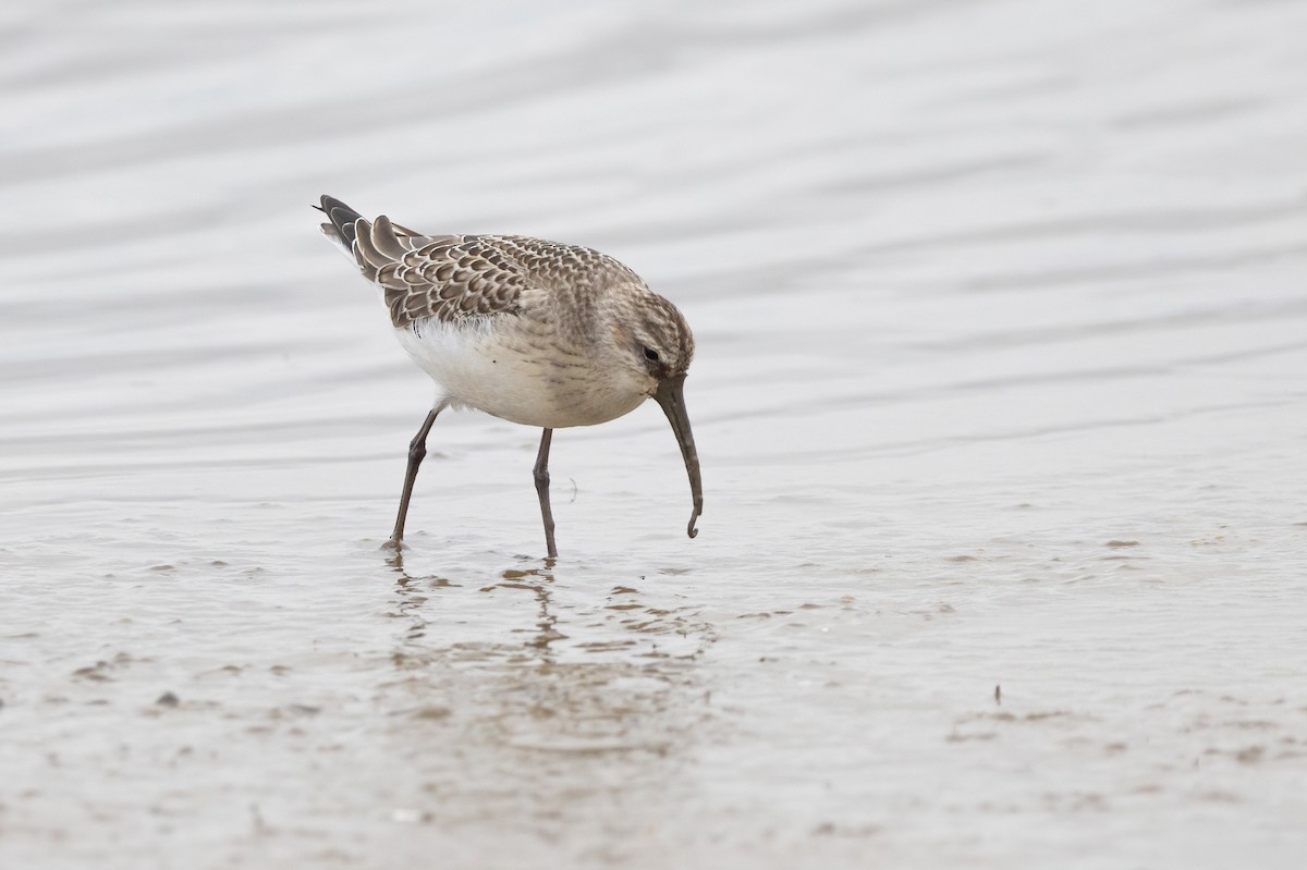 Curlew Sandpiper - ML620440187