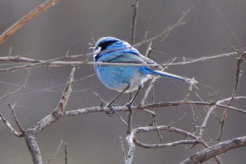 Splendid Fairywren - ML620440188