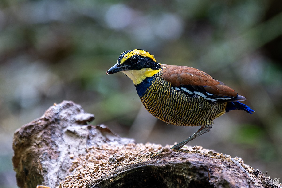 Javan Banded-Pitta - ML620440196