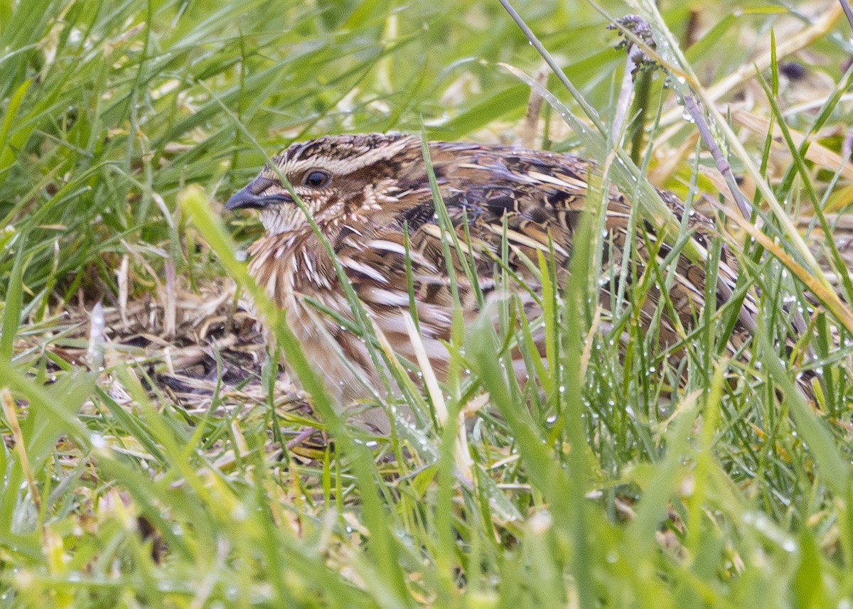 Common Quail - ML620440197