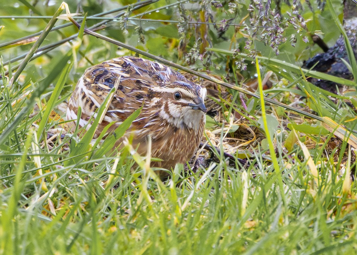 Common Quail - ML620440199