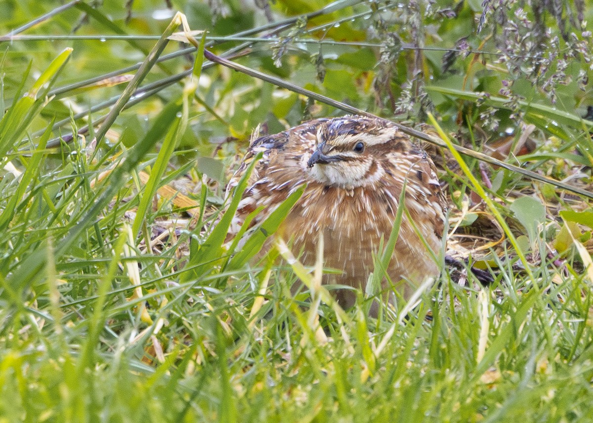 Common Quail - ML620440200