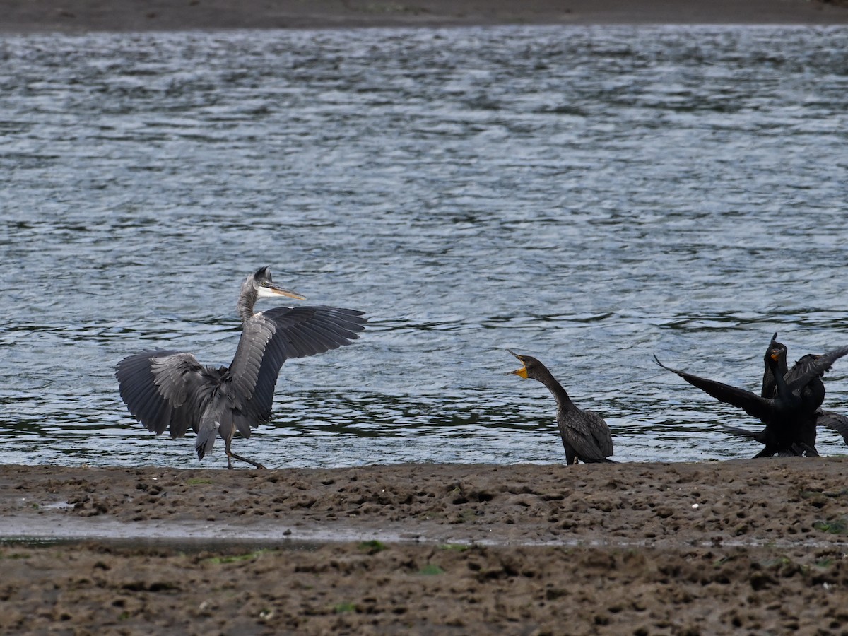 Great Blue Heron - ML620440201