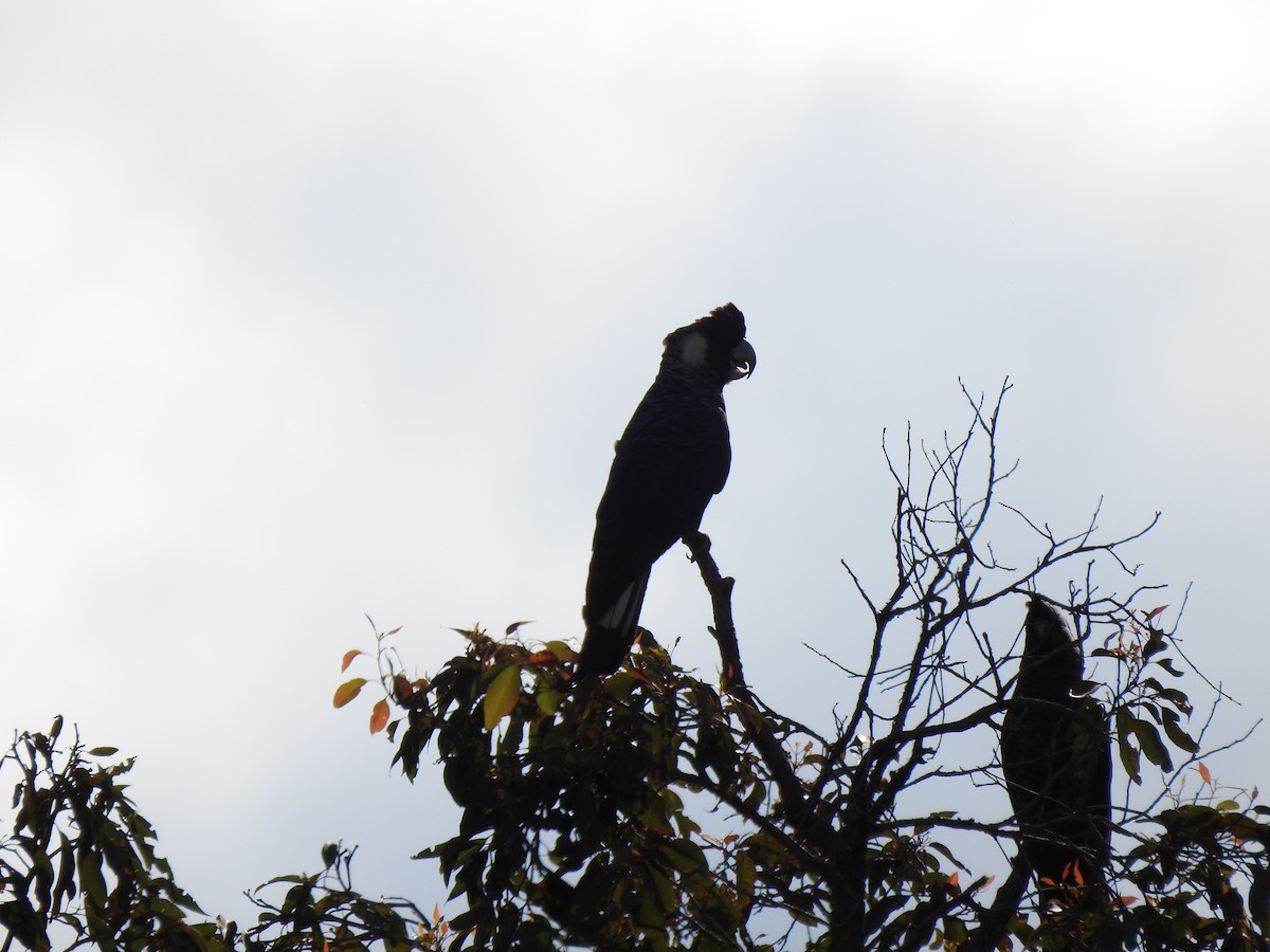 Cacatúa Fúnebre Piquilarga - ML620440202