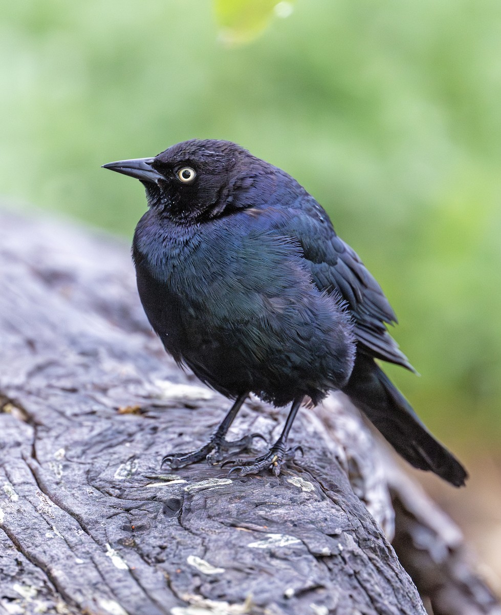 Brewer's Blackbird - ML620440203