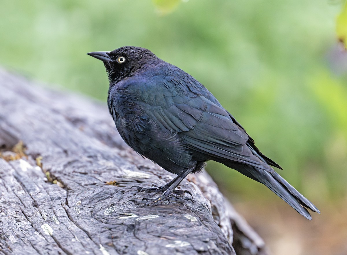 Brewer's Blackbird - ML620440204