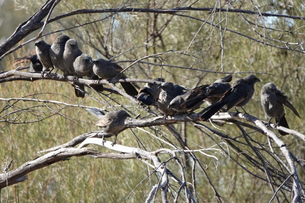 Apostlebird - ML620440209