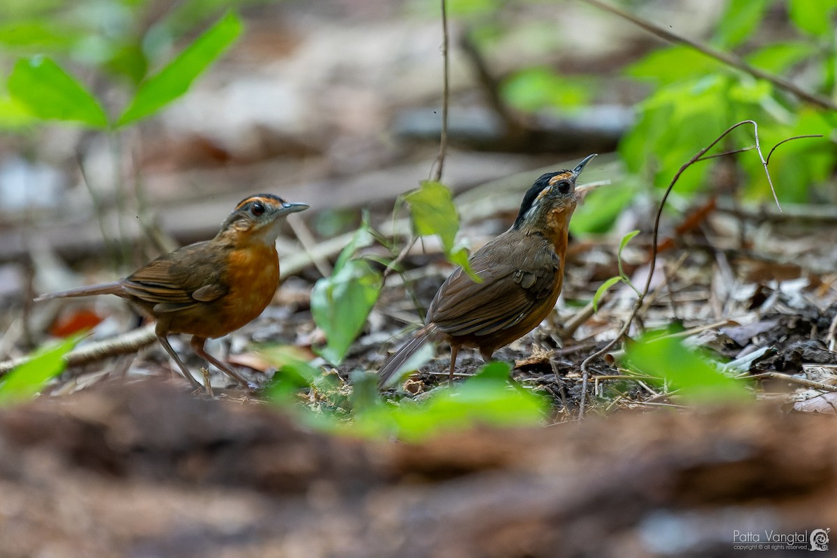 Javan Black-capped Babbler - ML620440211