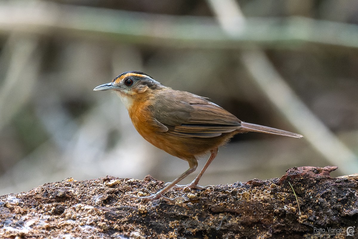 Javan Black-capped Babbler - ML620440212