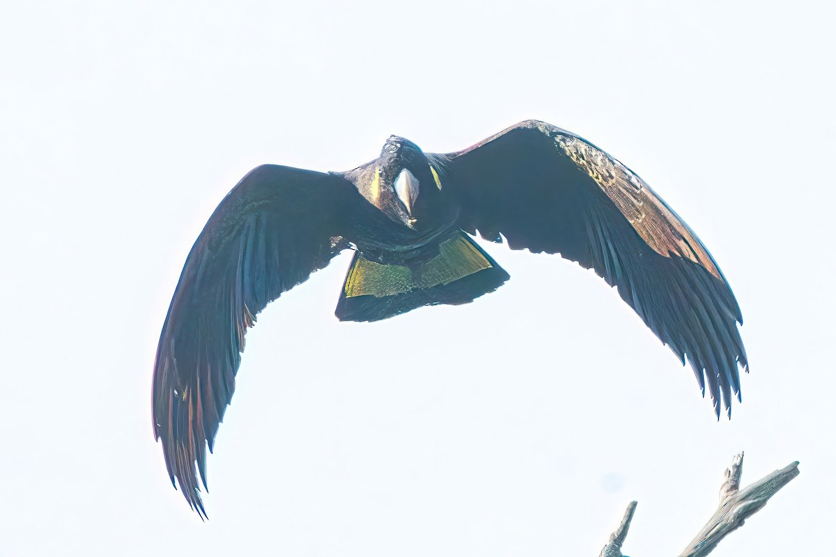 Cacatúa Fúnebre Coliamarilla - ML620440216