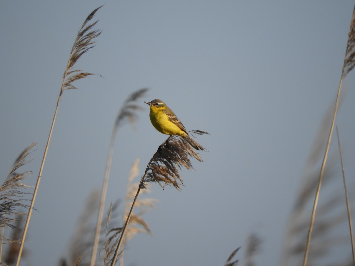 Western Yellow Wagtail - ML620440243