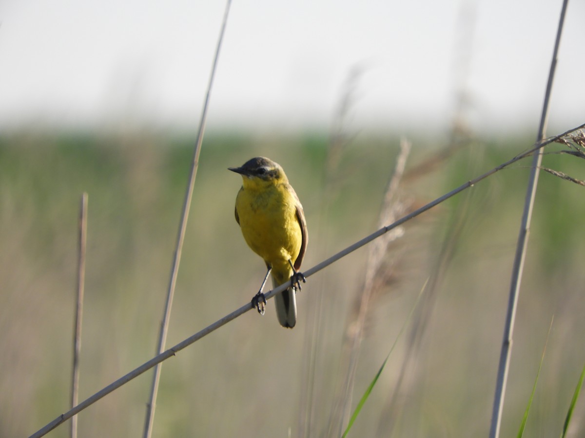 Western Yellow Wagtail - ML620440244