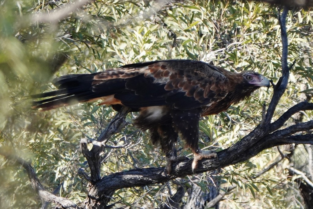 Wedge-tailed Eagle - ML620440245