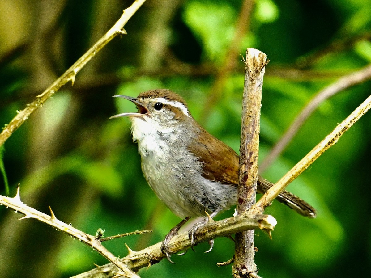 Bewick's Wren - ML620440247