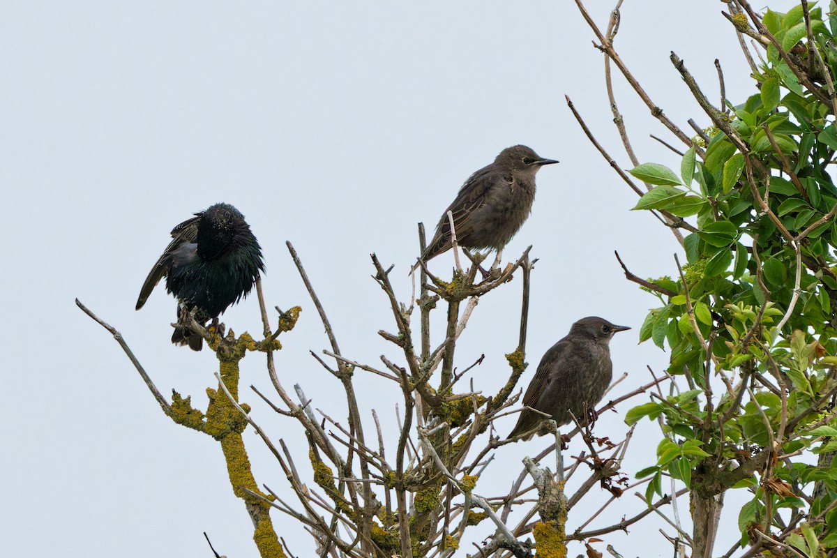 European Starling - ML620440256