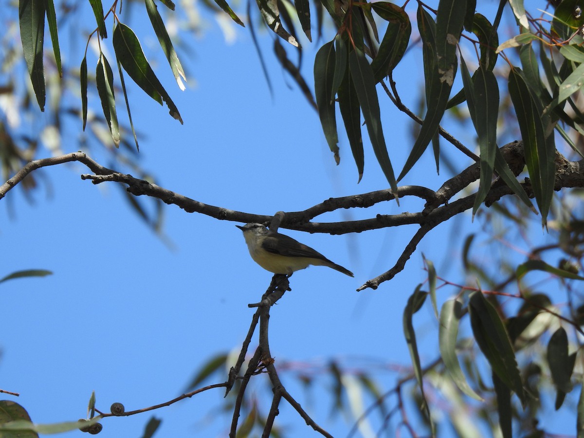 Yellow-rumped Thornbill - ML620440257