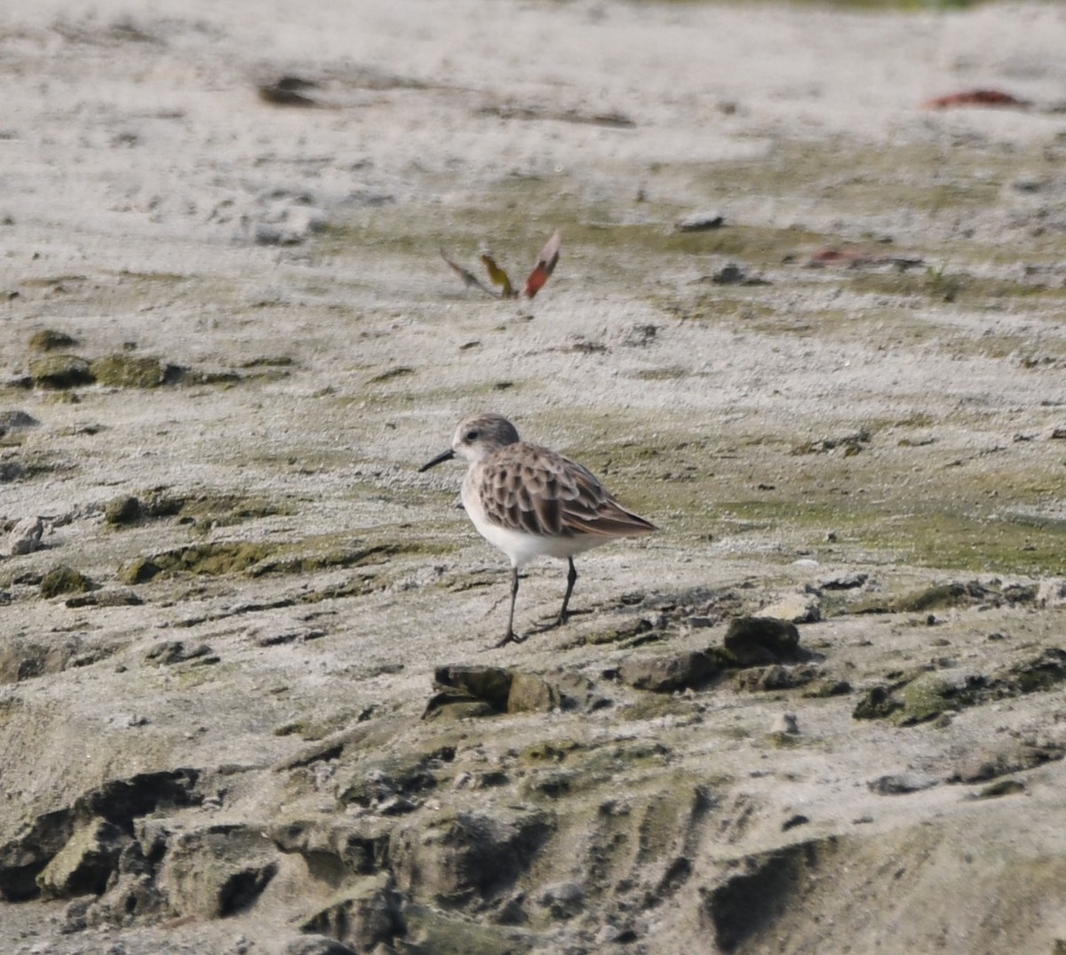 Little Stint - Aishwarya Vijayakumar