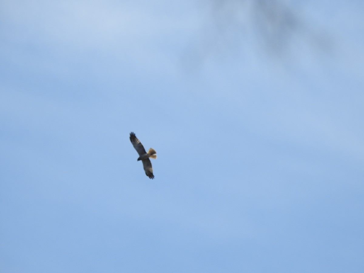 harrier sp. - Hannah Elliott