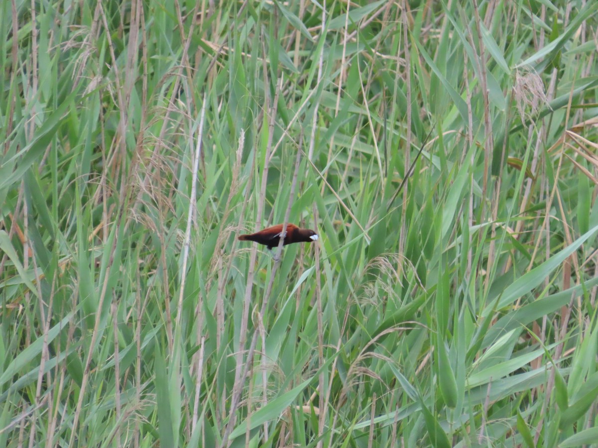 Chestnut Munia - ML620440270