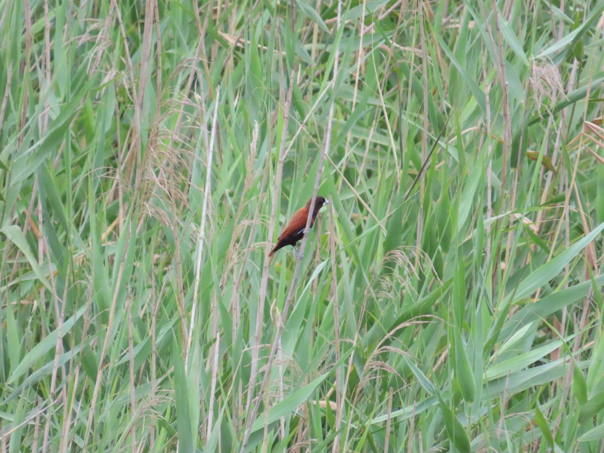 Chestnut Munia - ML620440271