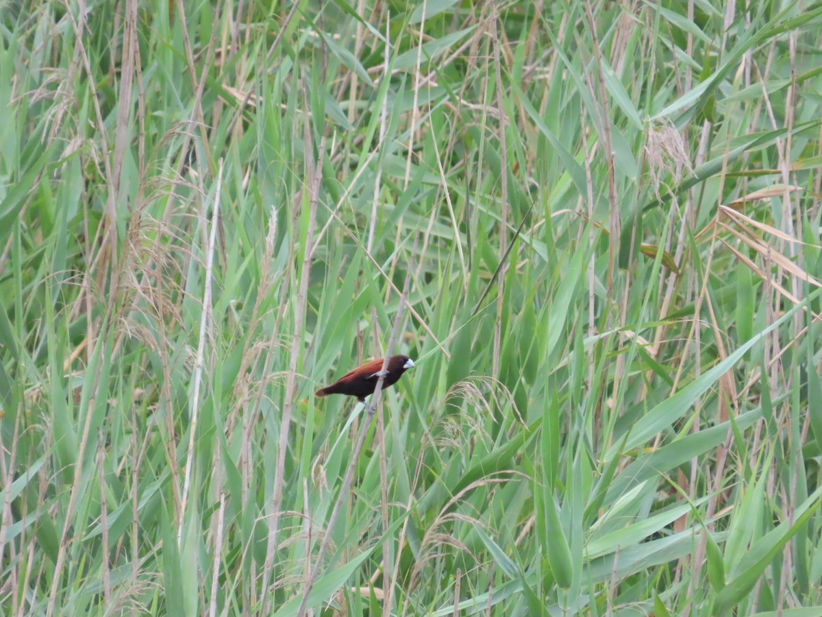 Chestnut Munia - ML620440272