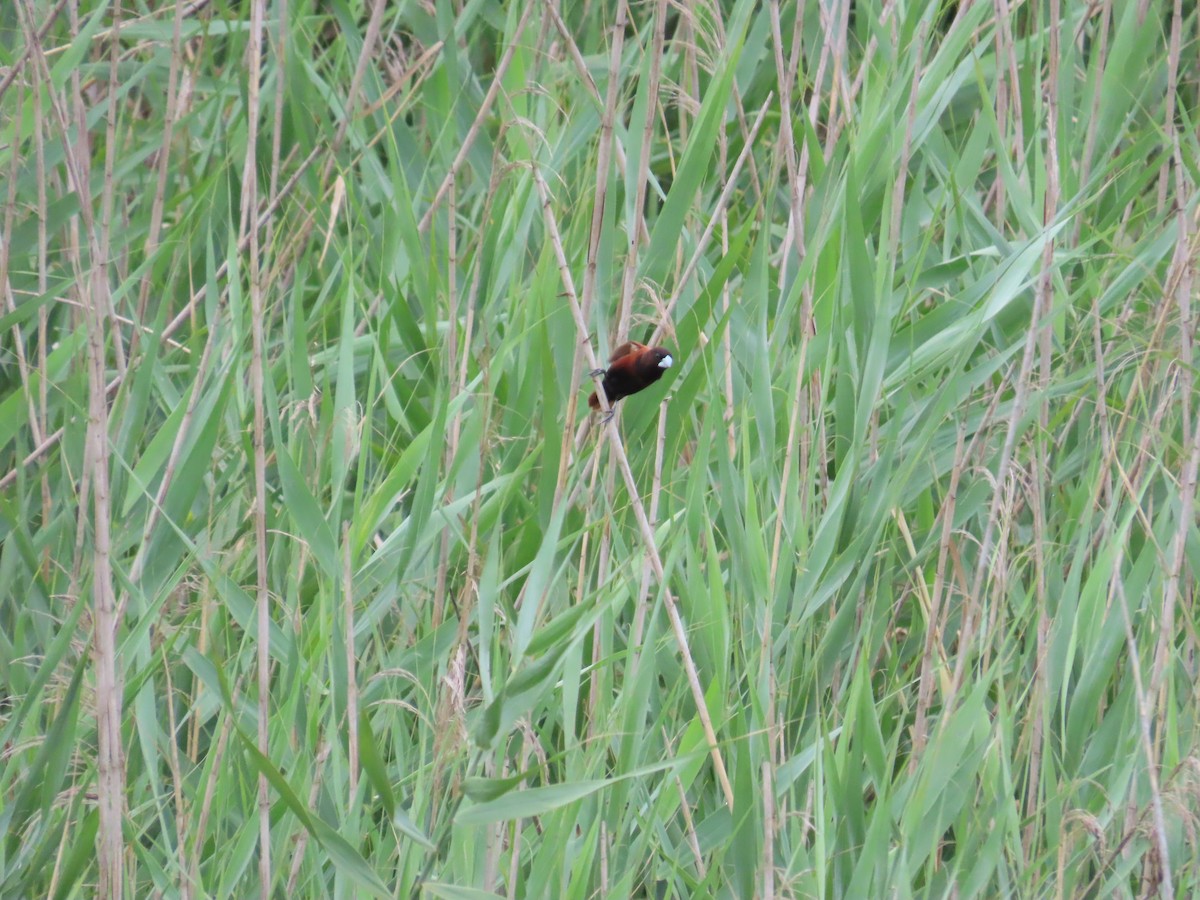 Chestnut Munia - ML620440273