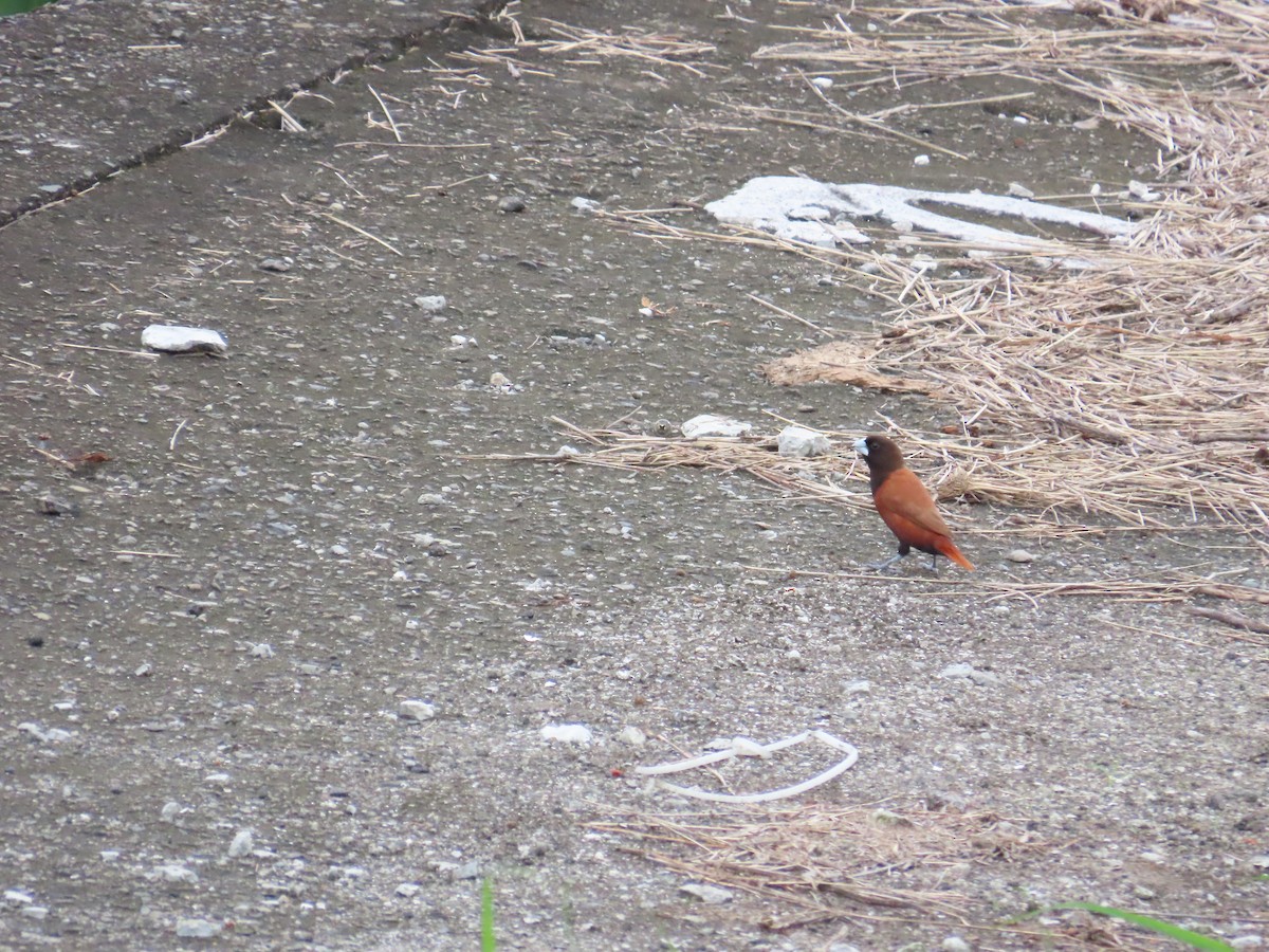 Chestnut Munia - ML620440275