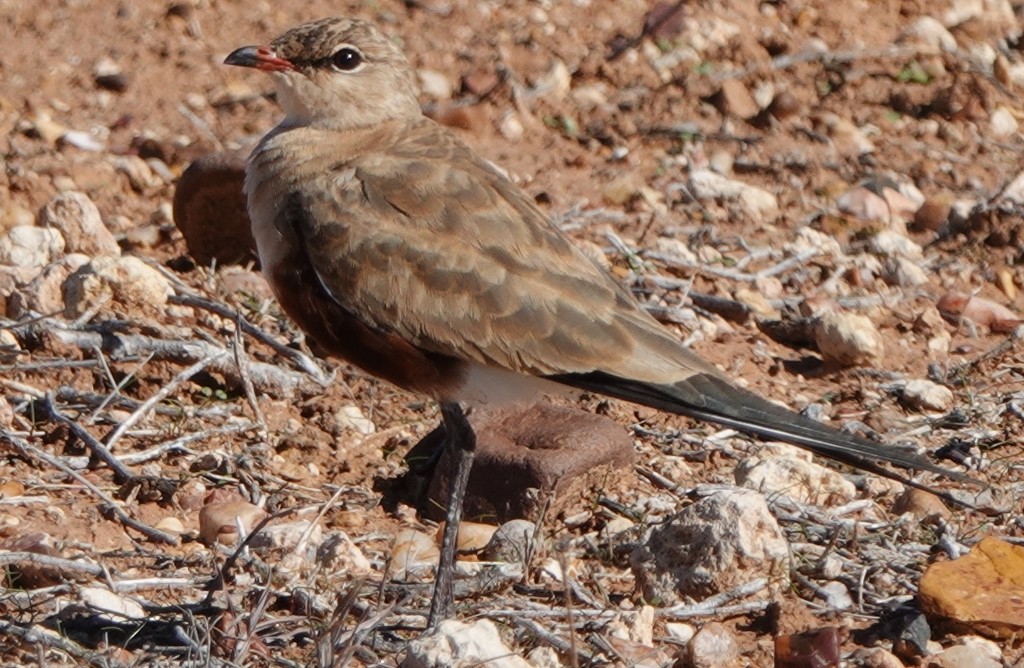 Australian Pratincole - ML620440281