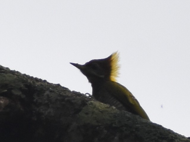 Pic à huppe jaune - ML620440288