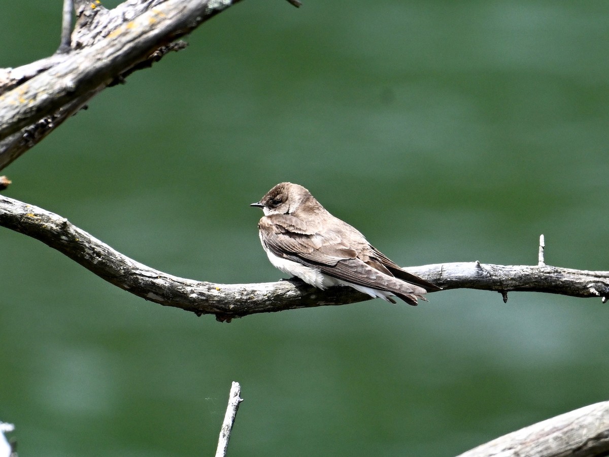 Northern Rough-winged Swallow - ML620440295