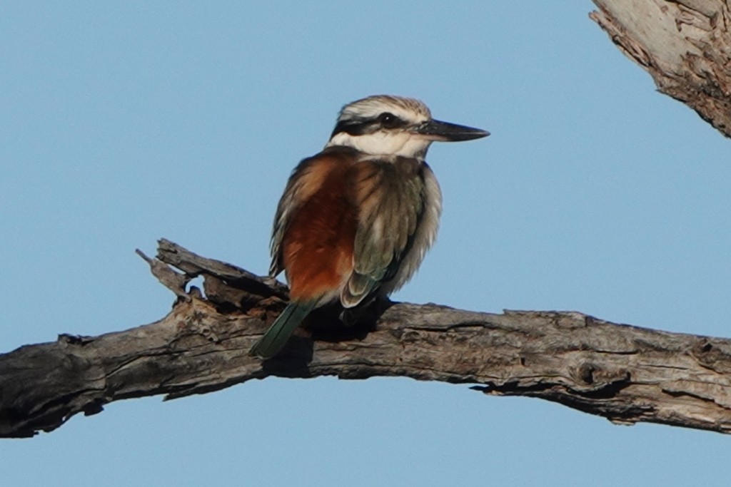 Red-backed Kingfisher - ML620440304