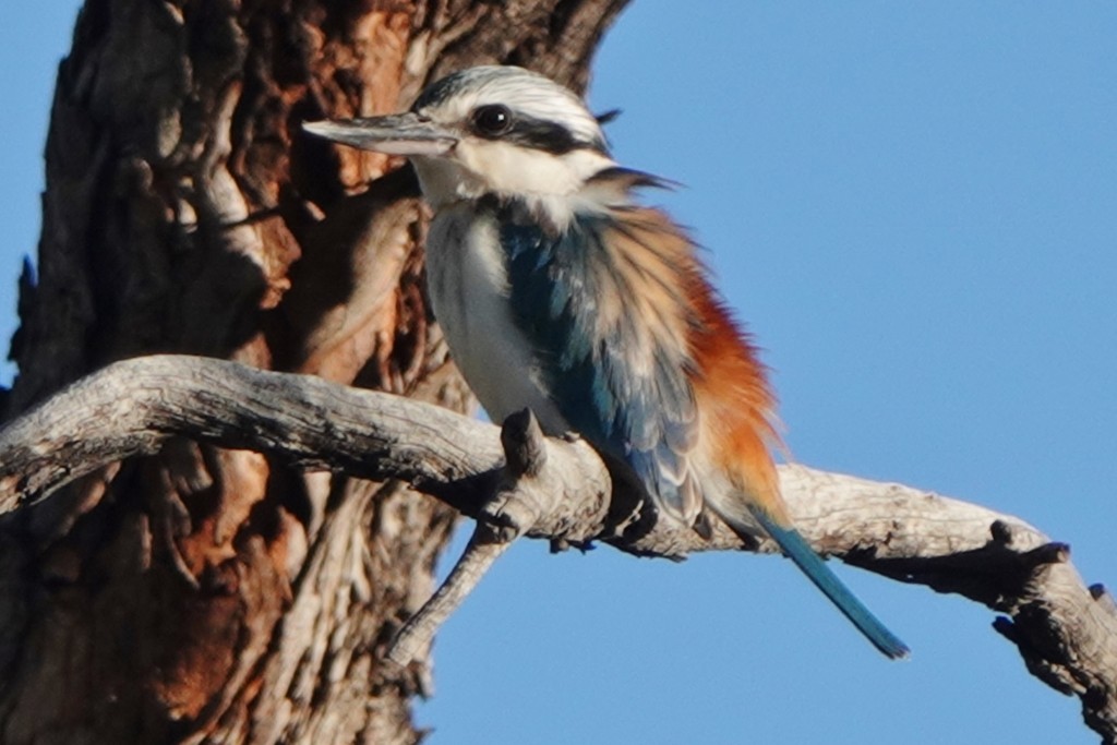 Red-backed Kingfisher - ML620440307