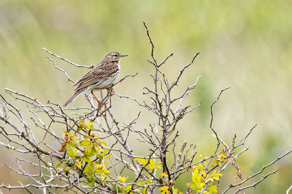 Meadow Pipit - ML620440309