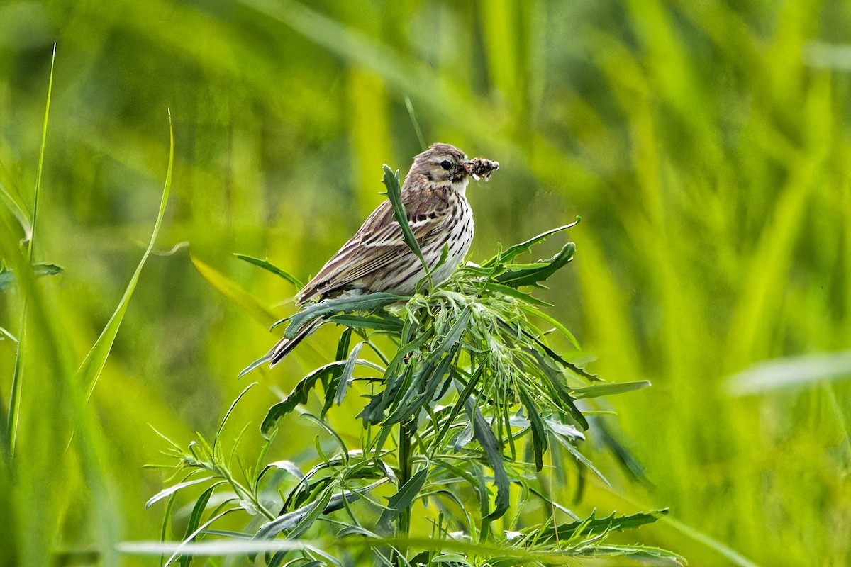 Meadow Pipit - ML620440310