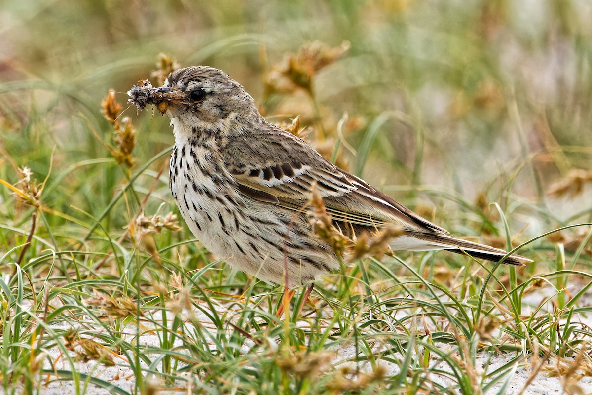 Meadow Pipit - ML620440311
