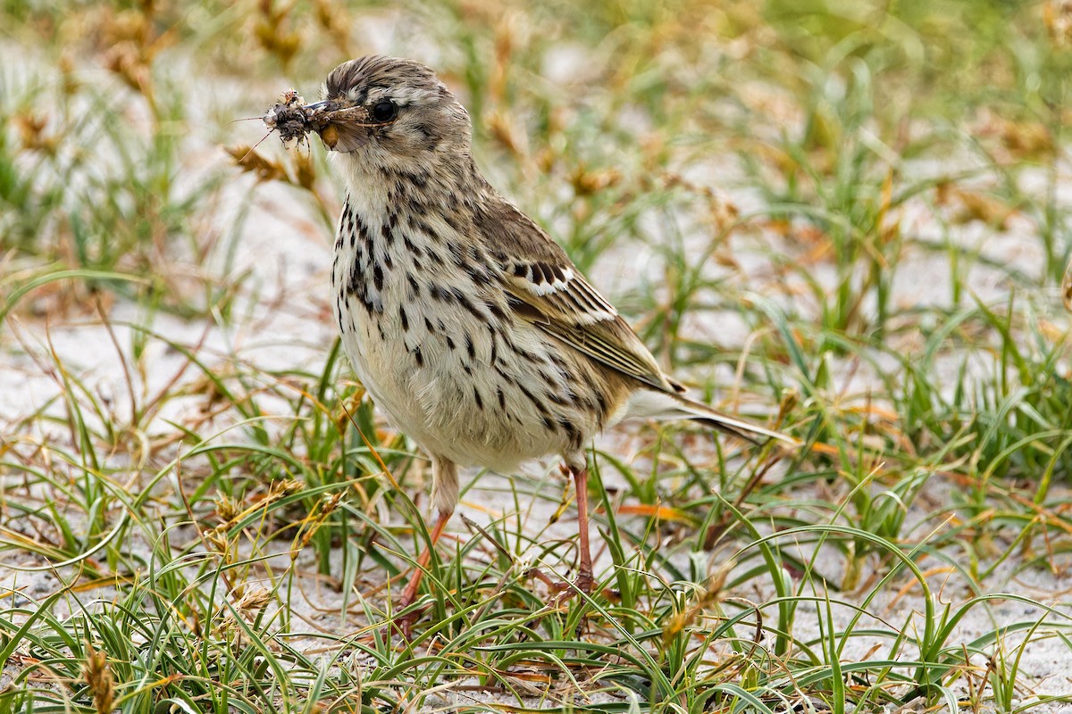 Meadow Pipit - leon berthou