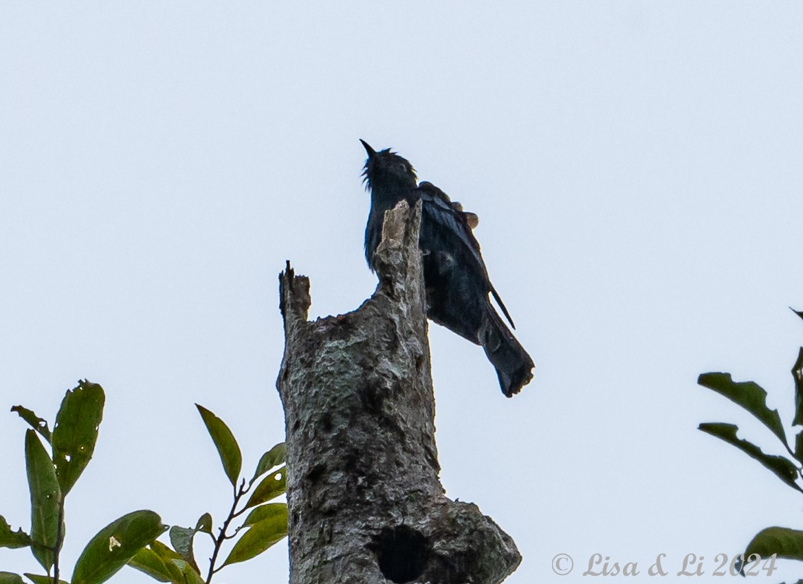 Cuclillo Drongo Colitruncado - ML620440322