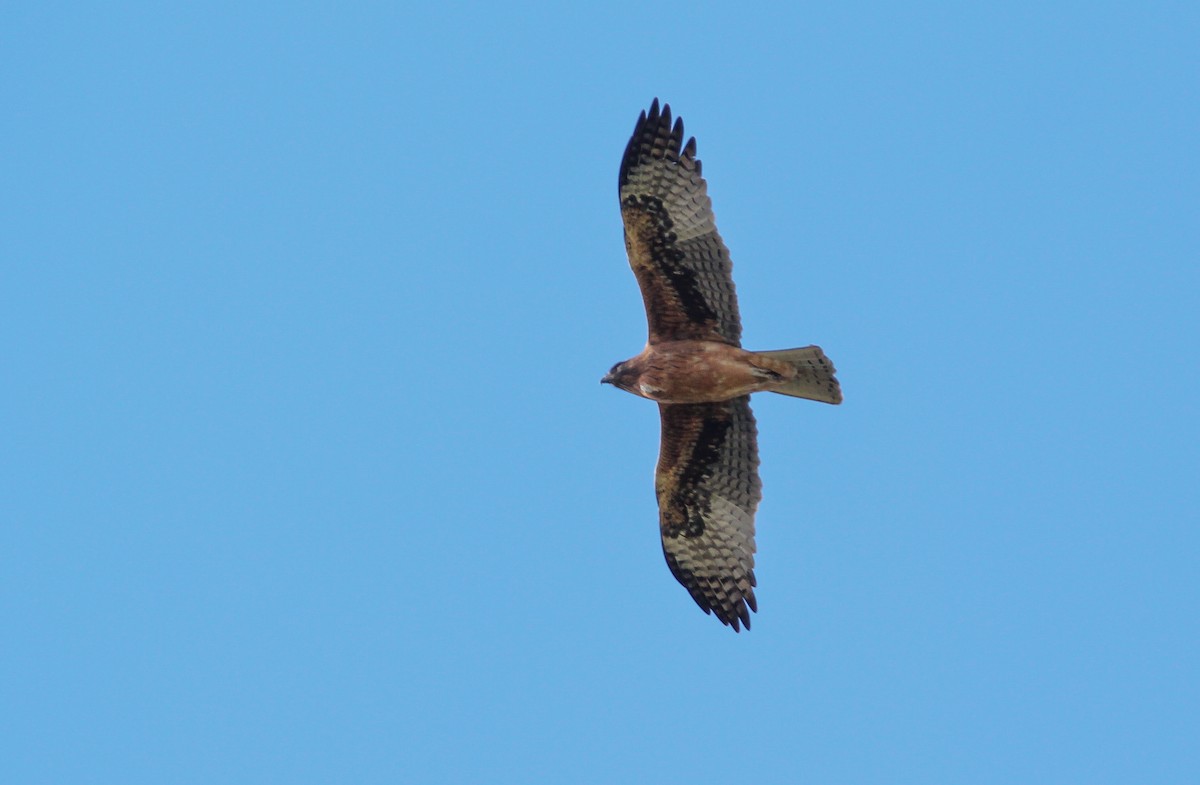 Águila Chica - ML620440323