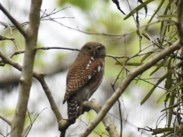 Asian Barred Owlet - ML620440324