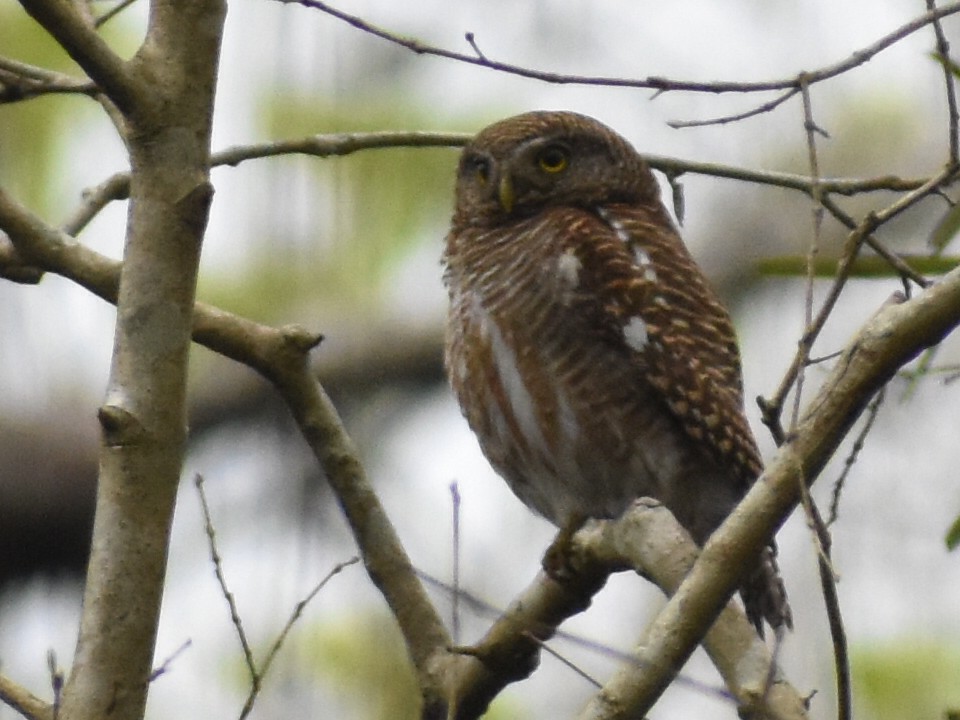 Asian Barred Owlet - ML620440326