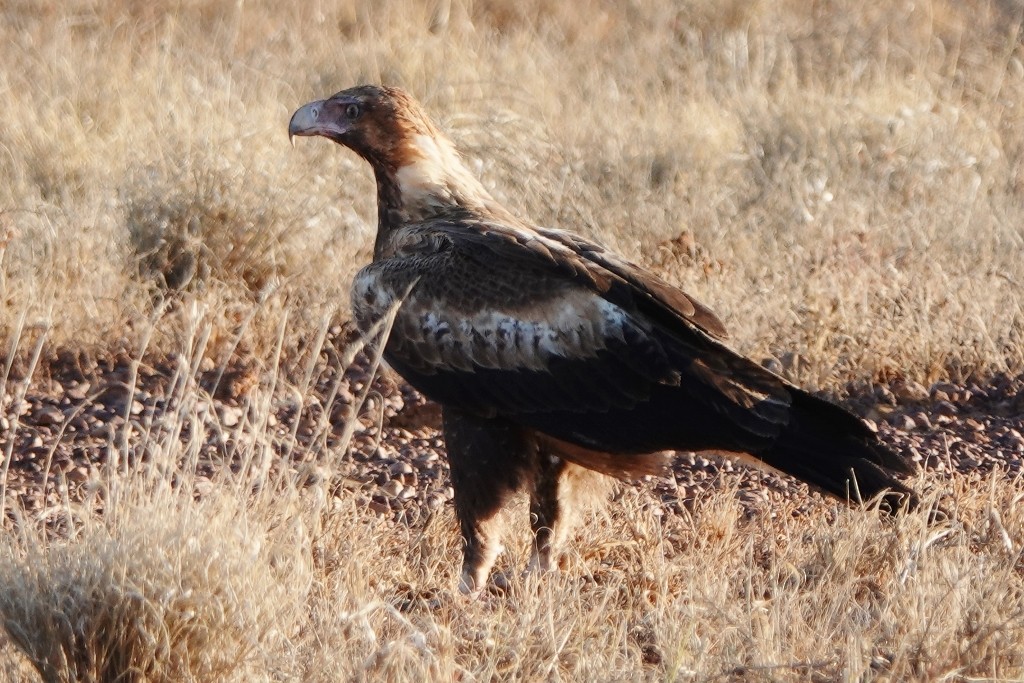 Wedge-tailed Eagle - ML620440328