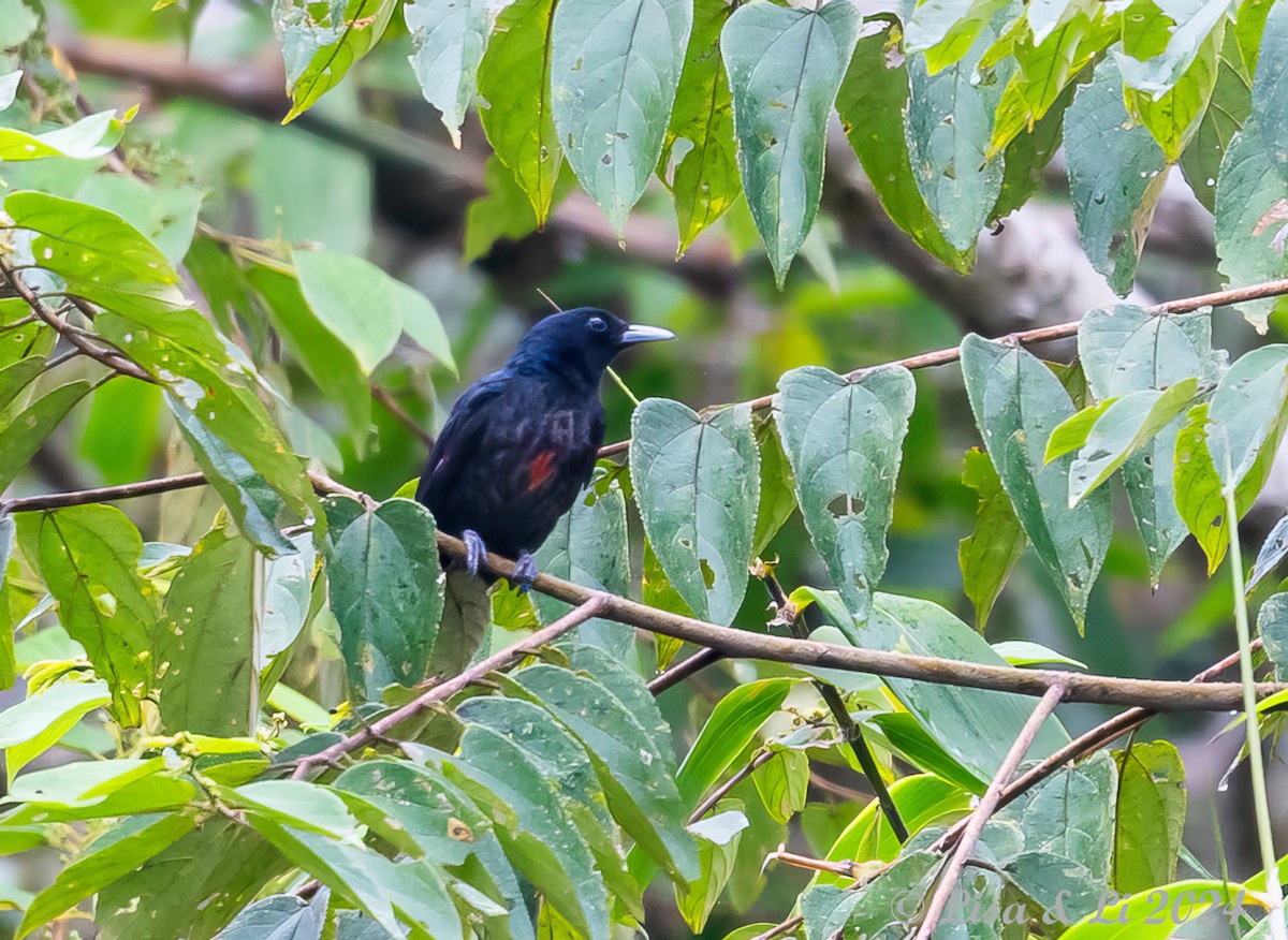 Black-and-crimson Oriole - ML620440331