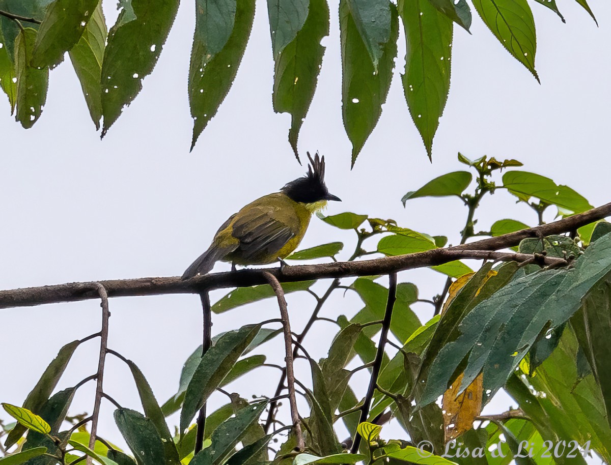 Bulbul de Borneo - ML620440336