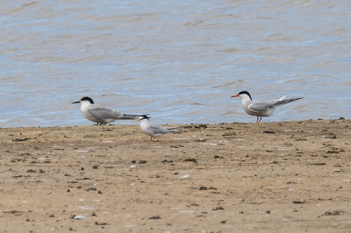 Крячок річковий (підвид longipennis) - ML620440338