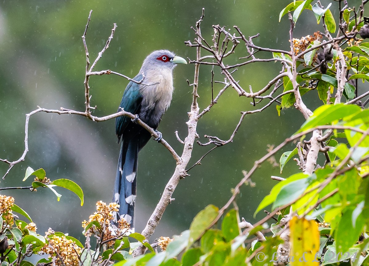 Black-bellied Malkoha - ML620440342