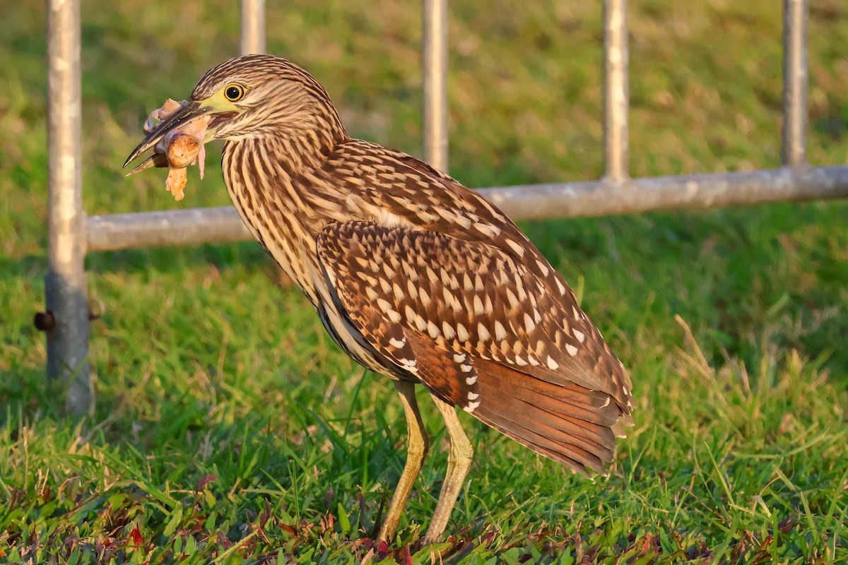 Nankeen Night Heron - ML620440344